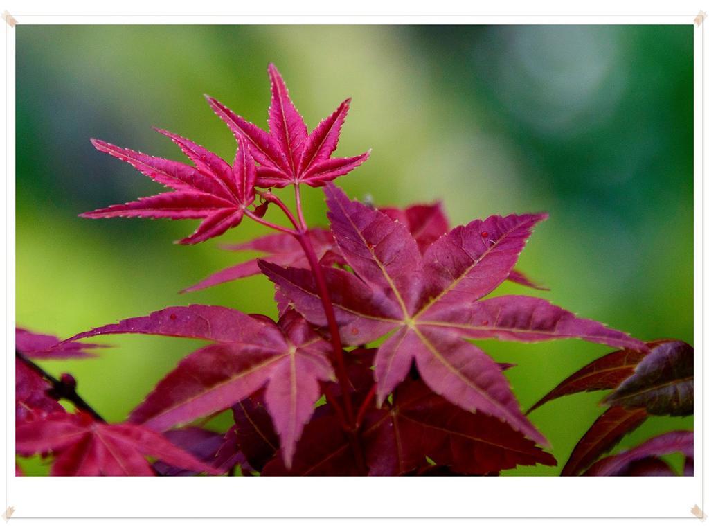 Maple' Smile Lägenhet Taipei Exteriör bild